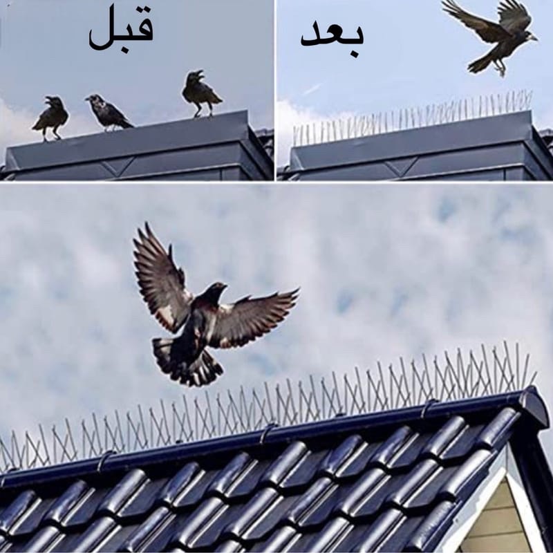مثال قبل وبعد تركيب طارد الحمام